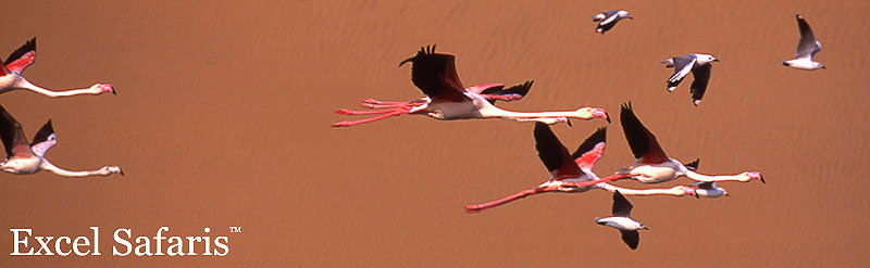 flamingos flying africa safari